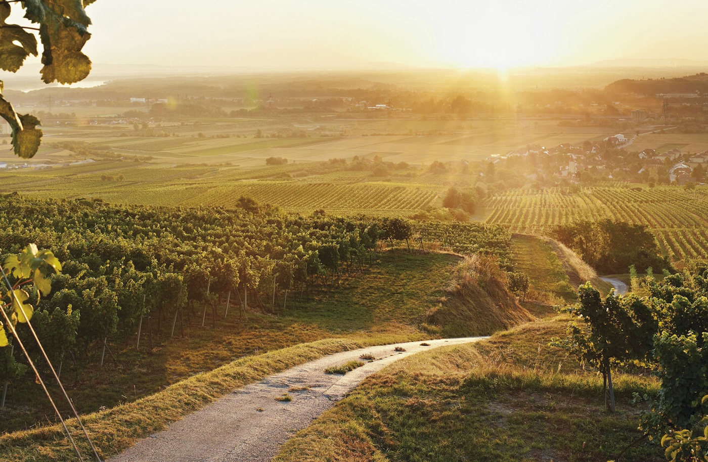 Bild von Österreichwein.at