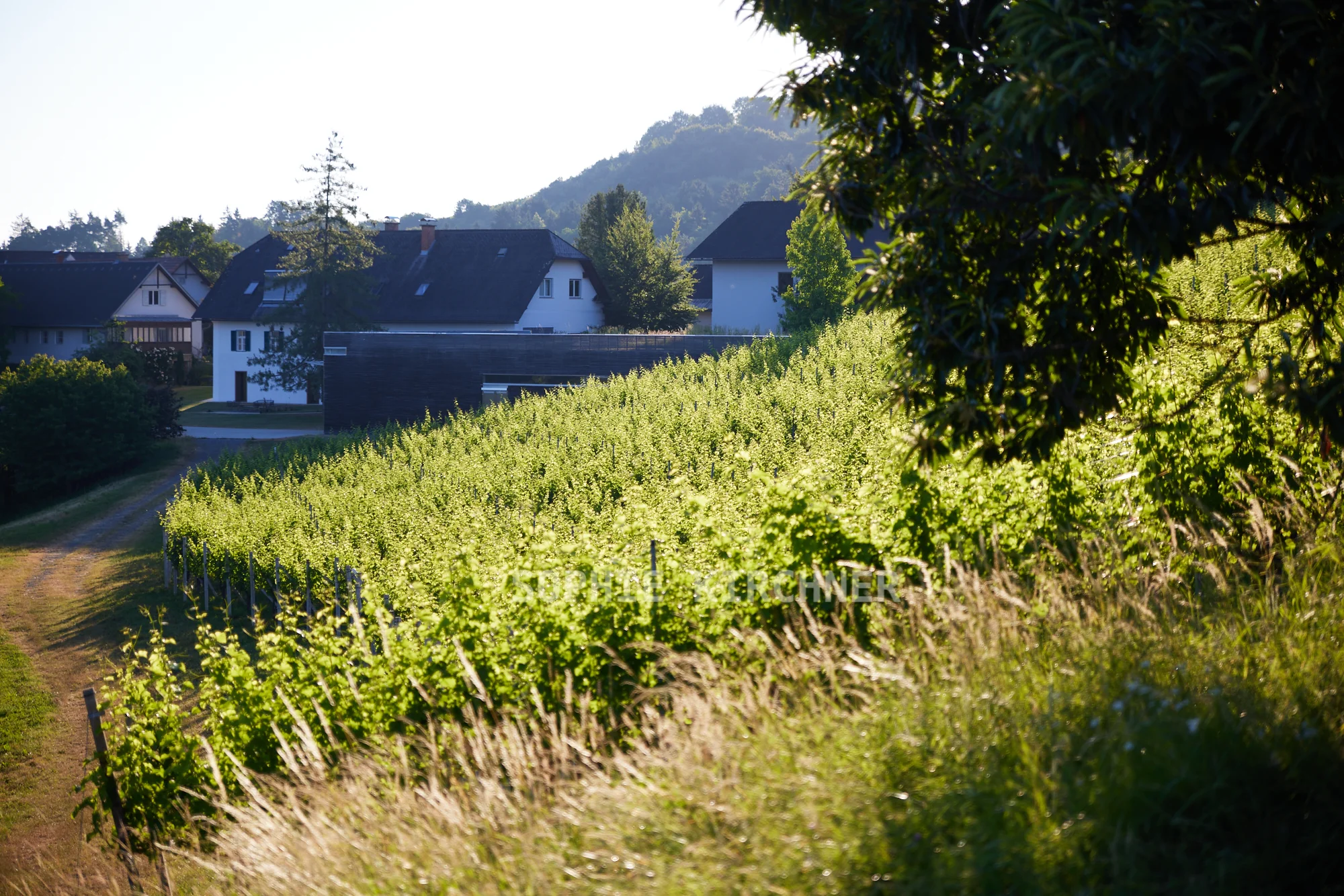 Weingut Lackner Tinnacher